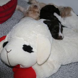 Australian Labradoodle Puppies from Windsor Creek Labradoodles