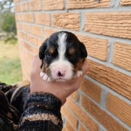 Arrow - Black rust and white male Bernese Mountain Dog puppy in Inman, South Carolina from Shadow Acres