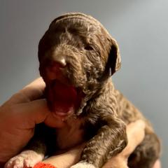 Brown and white boy - male Golden Mountain Doodle puppy in Blue Springs, Missouri from Jeanie’s Doodles