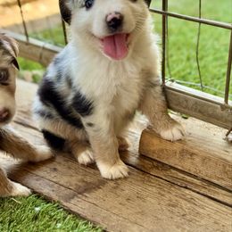 Blue male - Blue merle male Miniature Australian Shepherd puppy in Lemon Cove, California from Magic Ranch Mini Aussies