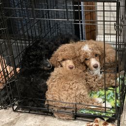 Poodle Puppies from Grandy’s Pretty Poodles
