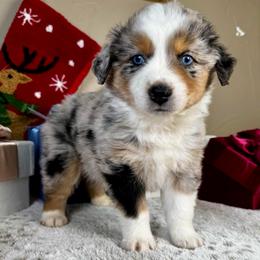 Prancer - Blue merle male Miniature Australian Shepherd puppy in Tonasket, Washington from V5 Aussies