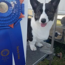 Cardigan Welsh Corgis, German Wirehaired Pointers, and Saint Bernards from Marianette Saint Bernards  Cardigans and GWPs