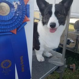 Cardigan Welsh Corgis, German Wirehaired Pointers, and Saint Bernards from Marianette Saint Bernards  Cardigans and GWPs