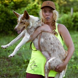Border Collie Puppies from Cullins Collies