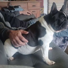 Jojo - French Bulldog