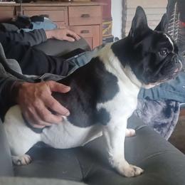 Jojo - French Bulldog