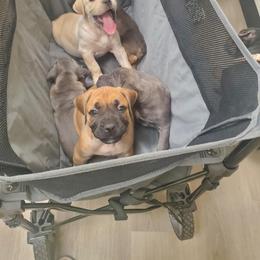 Cane Corso Puppies from Carrie Brown's Cane Corsos