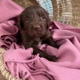 Yellow - Chocolate female Golden Aussiedoodle puppy in Chino Valley, Arizona from AZ Stickerdoodles