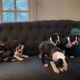 Boston Terrier Puppies from Cobbler Street Boston Terriers