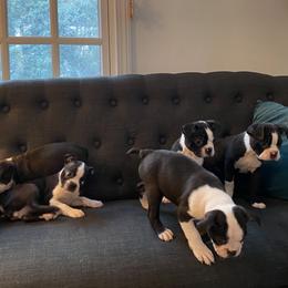 Boston Terrier Puppies from Cobbler Street Boston Terriers