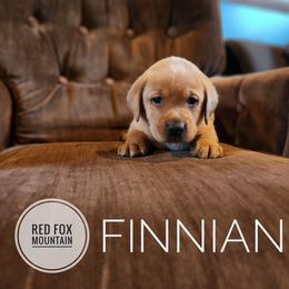 FINNIAN - Yellow male Labrador Retriever puppy in Robesonia, Pennsylvania from Red Fox Mountain