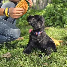 Redblue collar girl - Black female Giant Schnauzer puppy in Billings (Bil), Montana from Kaiser's Giants