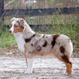 Maze - Australian Shepherd