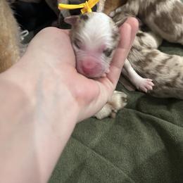 Girl 1 - Red merle female Australian Shepherd puppy in Flat Rock, Alabama from Fluffy Butt Acres
