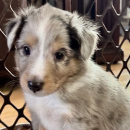 Shetland Sheepdog Puppies from Kristie Wiehe