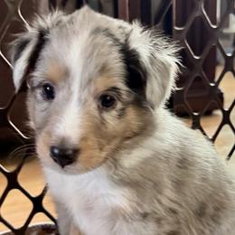 Shetland Sheepdog Puppies from Kristie Wiehe