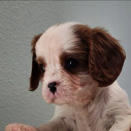 Chance - Blenheim male Cavalier King Charles Spaniel puppy in Stockdale, Texas from Great Oaks Farm Cavaliers
