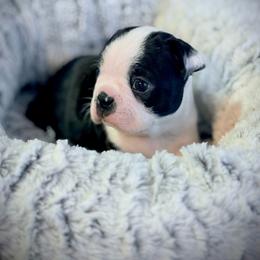 Felix - Black and white male Boston Terrier puppy in Edgewater, Florida from Bluewater Bostons