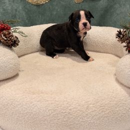 Nozzie - Brindle female Boxer puppy in Oak Lawn, Illinois from Chicago Boxers & Yorkies