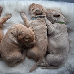 Goldendoodle Puppies from Wild Blum Doodles