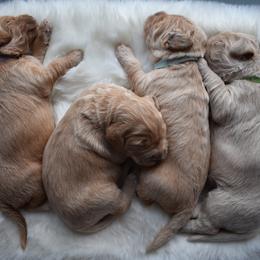 Goldendoodle Puppies from Wild Blum Doodles