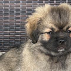 Tibetan Spaniels from Trinity Tibetan Spaniels