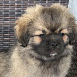 Tibetan Spaniels from Trinity Tibetan Spaniels