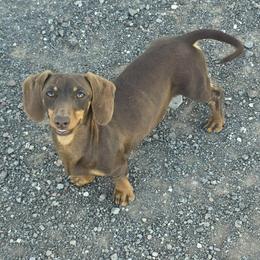 Hiloha - Dachshund