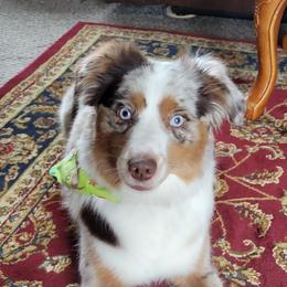 Lucy - Miniature American Shepherd