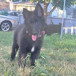 Girl 3 - Black female Belgian Sheepdog puppy in Green Bluff, Washington from Clawson Belgians