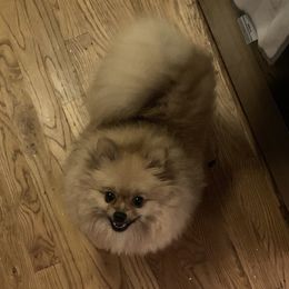 Dolly - Pomeranian