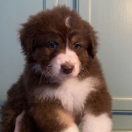 Cocoa - Red Australian Shepherd puppy in Ashland, Wisconsin from Ahava's Australian Shepherds