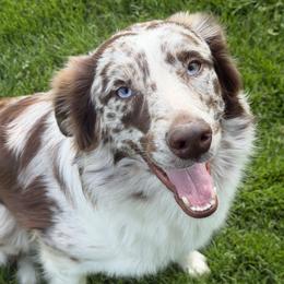 Copper - Red merle male Australian Shepherd puppy in Flemington, New Jersey from Aislin Fields
