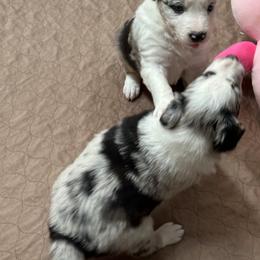 Border Collie Puppies from Roaring River Border Collies