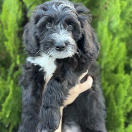 Casper - male Goldendoodle puppy in Miami Dade County, Florida from Doodle Lovers