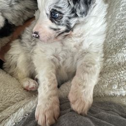 Boy 1 - White and blue merle Border Collie puppy in Jonesboro, Arkansas from Hampton Border Collies