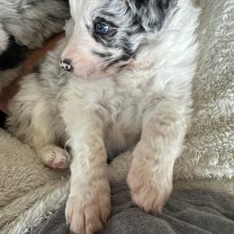 Boy 1 - White and blue merle Border Collie puppy in Jonesboro, Arkansas from Hampton Border Collies