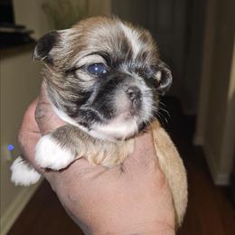 Autumn - Black gold and silver female Shih Tzu puppy in Greer, South Carolina from My Precious Paws – Shih Tzu