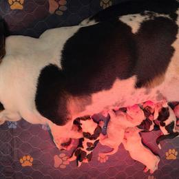 Girl 1 - Black white and brown female Basset Hound puppy in Denison, Texas from Emma Lou's Baby Bassets
