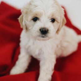 Shelby - Parti female Goldendoodle puppy in Pleasant Grove, Utah from Canterbury Canines