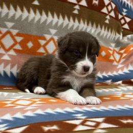 Big Boi - Red tri-color male Australian Shepherd puppy in Lakewood, Colorado from Skyray Aussies