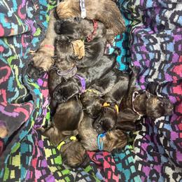 Blue-white collar - Fawn male Cane Corso puppy in Beech Island, South Carolina from Relic Cane Corso