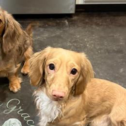 Dachshunds from Southern Grace Doxies