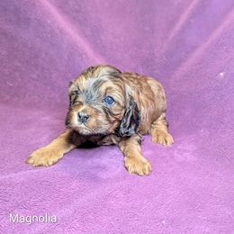 Magnolia - Sable female Cockapoo puppy in Sunset, Louisiana from Cano Cockapoos