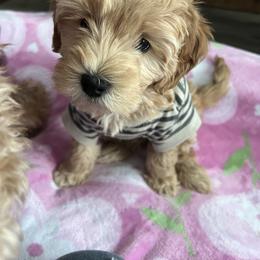 Goldendoodle Puppies from Yorks and doodles