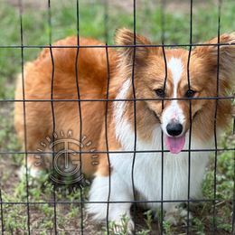 Pumpkin - Pembroke Welsh Corgi
