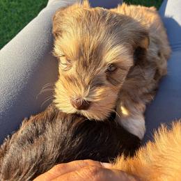 Noah - Liver male Miniature Schnauzer puppy in Hemet, California from Journee Home Mini Schnauzers