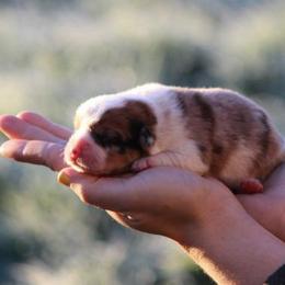 Red - Sable merle and white male American Corgi puppy in Scio, Oregon from Abundant Joy Corgis