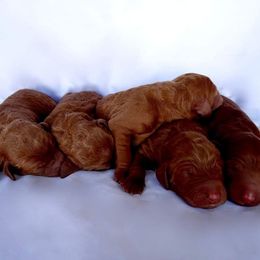 Goldendoodle, Labradoodle, and Poodle Puppies from Don't Forget to Doodle